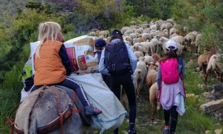 Transhumance à la montagne de Miélandre