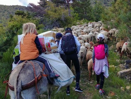 Transhumance à la montagne de Miélandre