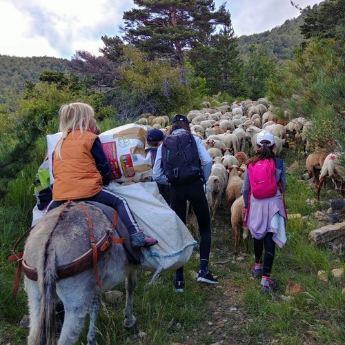 Transhumance à miélandre Transhumance à miélandre