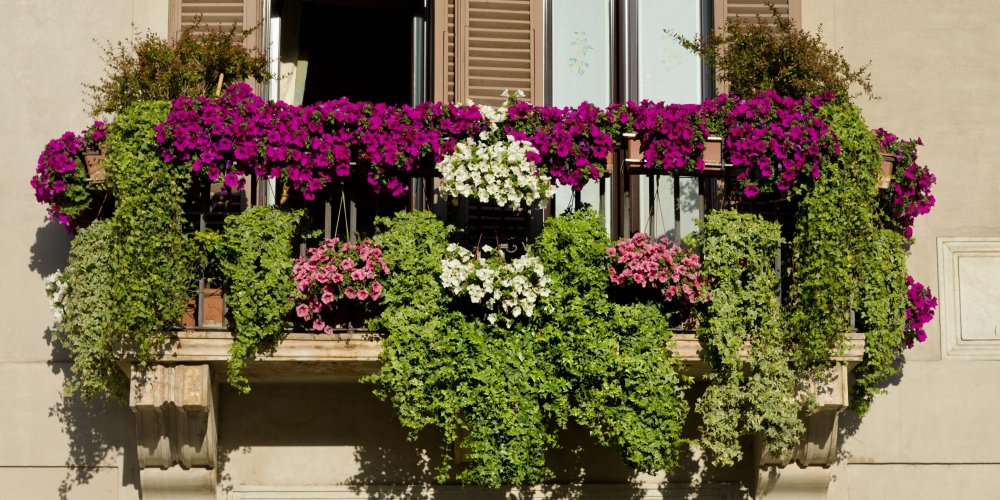 balcon-fleuri-fleurs-petunia-cyclamen À mon balcon radiola