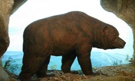 Spéciale Ours