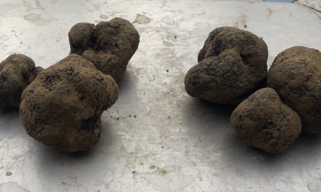 Les truffes de Magali Boisse